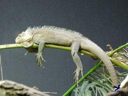 Tiergarten Schönbrunn am 27.01.2026